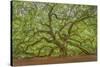 Angel Oak-Dennis Goodman-Stretched Canvas