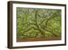 Angel Oak-Dennis Goodman-Framed Premium Photographic Print