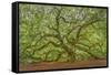 Angel Oak-Dennis Goodman-Framed Stretched Canvas