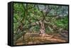 Angel Oak-Robert Goldwitz-Framed Stretched Canvas