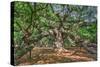 Angel Oak-Robert Goldwitz-Stretched Canvas