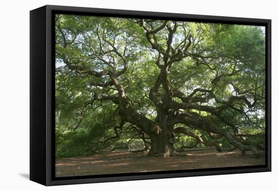 Angel Oak-Robert Goldwitz-Framed Stretched Canvas