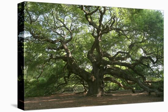 Angel Oak-Robert Goldwitz-Stretched Canvas