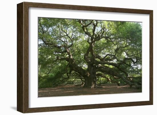 Angel Oak-Robert Goldwitz-Framed Premium Photographic Print