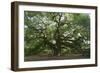 Angel Oak-Robert Goldwitz-Framed Premium Photographic Print