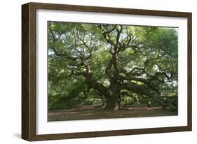 Angel Oak-Robert Goldwitz-Framed Premium Photographic Print