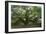 Angel Oak-Robert Goldwitz-Framed Premium Photographic Print