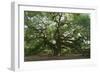 Angel Oak-Robert Goldwitz-Framed Premium Photographic Print