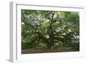 Angel Oak-Robert Goldwitz-Framed Premium Photographic Print