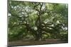 Angel Oak-Robert Goldwitz-Mounted Premium Photographic Print