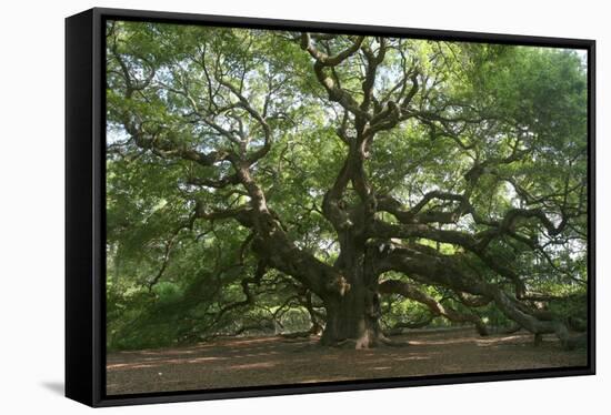 Angel Oak-Robert Goldwitz-Framed Stretched Canvas