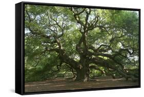 Angel Oak-Robert Goldwitz-Framed Stretched Canvas