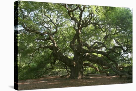 Angel Oak-Robert Goldwitz-Stretched Canvas