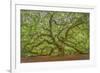 Angel Oak-Dennis Goodman-Framed Photographic Print