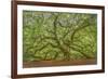 Angel Oak-Dennis Goodman-Framed Photographic Print