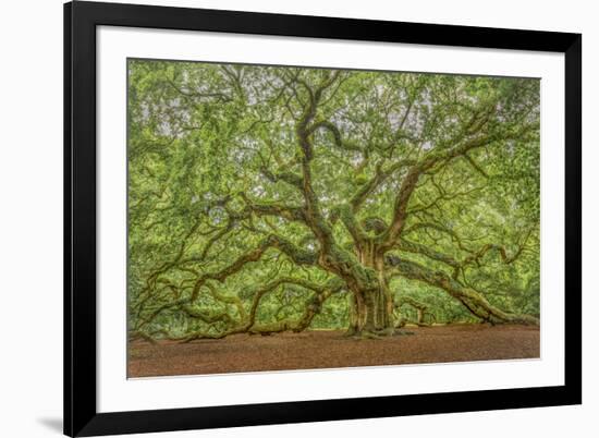 Angel Oak-Dennis Goodman-Framed Photographic Print