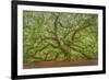 Angel Oak-Dennis Goodman-Framed Photographic Print