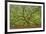 Angel Oak-Dennis Goodman-Framed Photographic Print