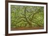 Angel Oak-Dennis Goodman-Framed Photographic Print