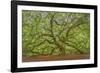 Angel Oak-Dennis Goodman-Framed Photographic Print