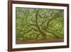 Angel Oak-Dennis Goodman-Framed Photographic Print