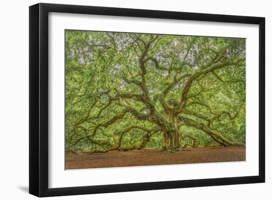 Angel Oak-Dennis Goodman-Framed Photographic Print