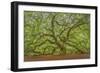 Angel Oak-Dennis Goodman-Framed Photographic Print