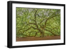 Angel Oak-Dennis Goodman-Framed Photographic Print