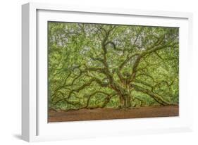 Angel Oak-Dennis Goodman-Framed Photographic Print