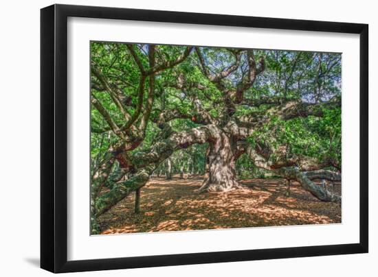 Angel Oak-Robert Goldwitz-Framed Photographic Print