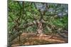 Angel Oak-Robert Goldwitz-Mounted Photographic Print