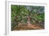 Angel Oak-Robert Goldwitz-Framed Photographic Print