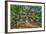 Angel Oak-Robert Goldwitz-Framed Photographic Print