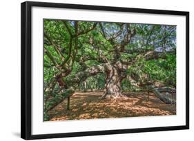 Angel Oak-Robert Goldwitz-Framed Photographic Print