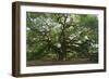 Angel Oak-Robert Goldwitz-Framed Photographic Print