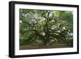 Angel Oak-Robert Goldwitz-Framed Photographic Print