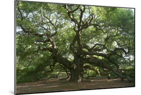 Angel Oak-Robert Goldwitz-Mounted Photographic Print