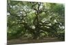 Angel Oak-Robert Goldwitz-Mounted Photographic Print