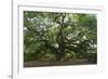 Angel Oak-Robert Goldwitz-Framed Photographic Print