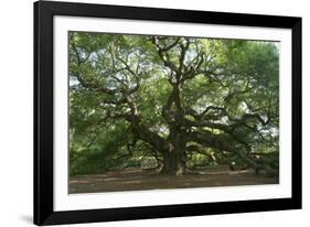 Angel Oak-Robert Goldwitz-Framed Photographic Print