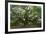 Angel Oak-Robert Goldwitz-Framed Photographic Print