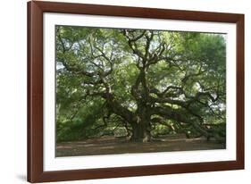 Angel Oak-Robert Goldwitz-Framed Photographic Print