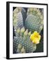 Angel's Wings or Bunny Ears Cactus, Anza-Borrego Desert State Park, California, Usa-Jamie & Judy Wild-Framed Photographic Print