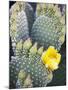 Angel's Wings or Bunny Ears Cactus, Anza-Borrego Desert State Park, California, Usa-Jamie & Judy Wild-Mounted Photographic Print