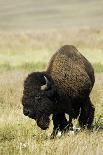 Elk Bull Walks Through a Stream in a Grassy Meadow, Portage, Alaska-Angel Wynn-Photographic Print