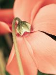 Flowering succulent-Angela Drury-Photographic Print