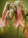 White bud with green leaves-Angela Drury-Photographic Print