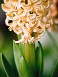 White bud with green leaves-Angela Drury-Photographic Print