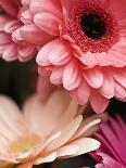 Gerber daisies-Angela Drury-Photographic Print