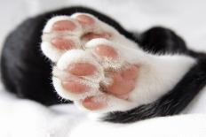 Domestic Cat, black and white kitten, close-up of paws-Angela Hampton-Photographic Print